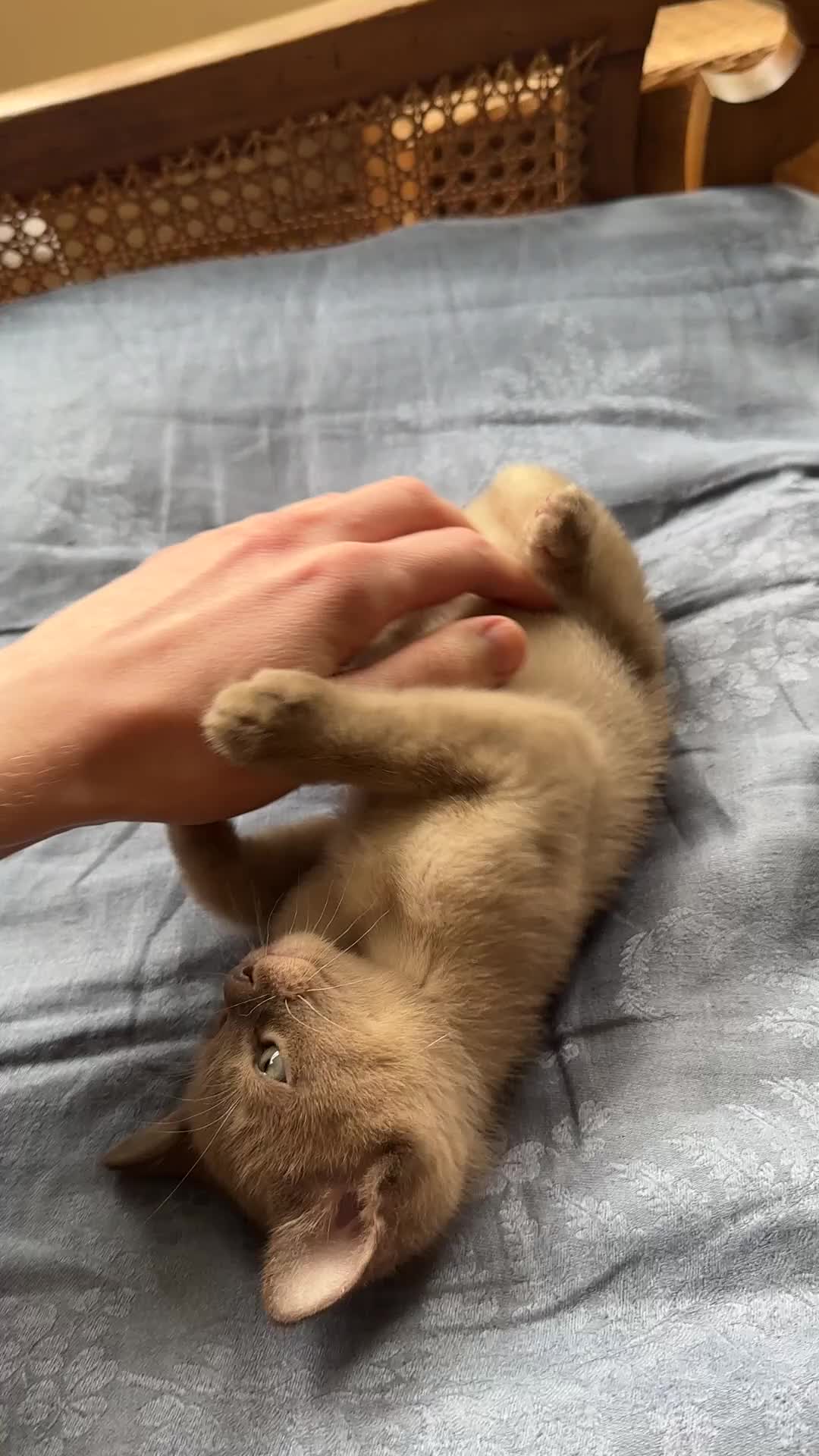 Burmese cats for sale: Happy Healthy GCCF Burmese Kittens in London - Video 2
