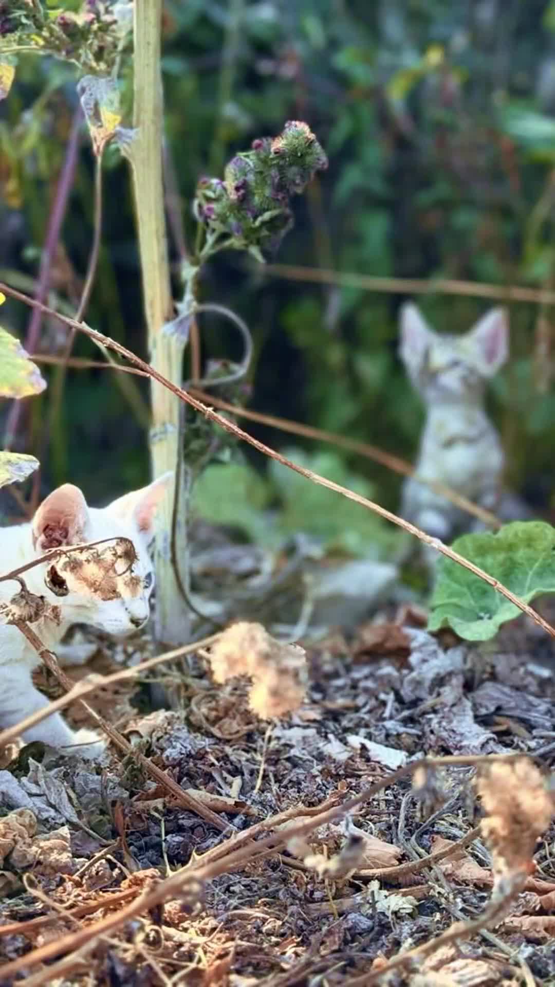 Savannah cats for sale: F5 SBT SNOW & BST SAVANNAHS KITTENS - Video 2