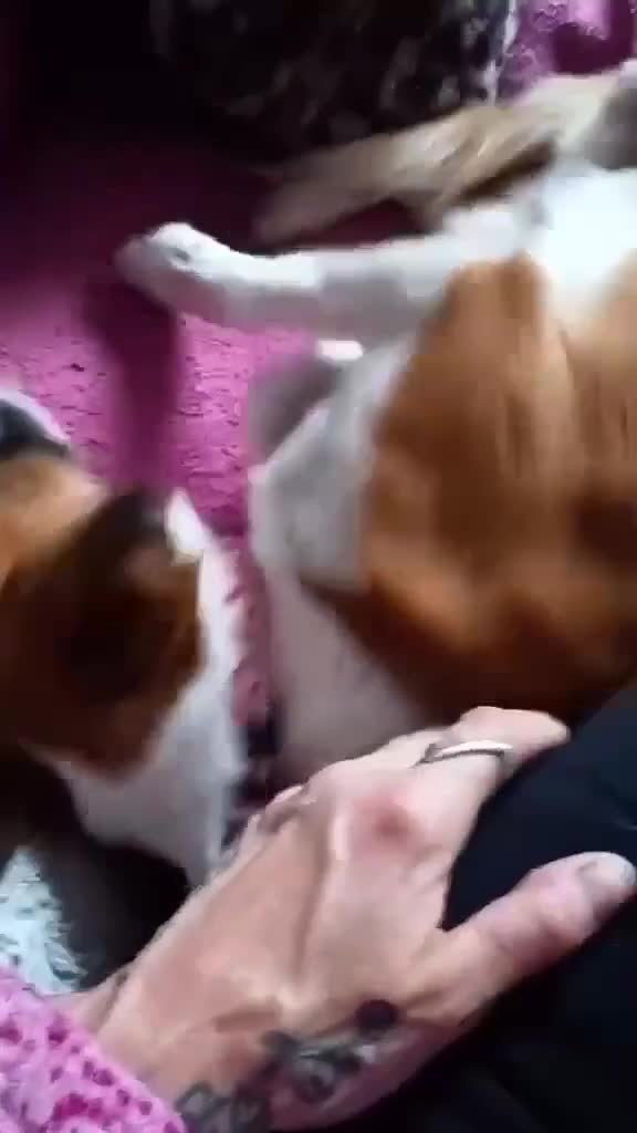 Mixed Breed dogs for adoption: Loving home needed for beautiful Tina  - Video 2