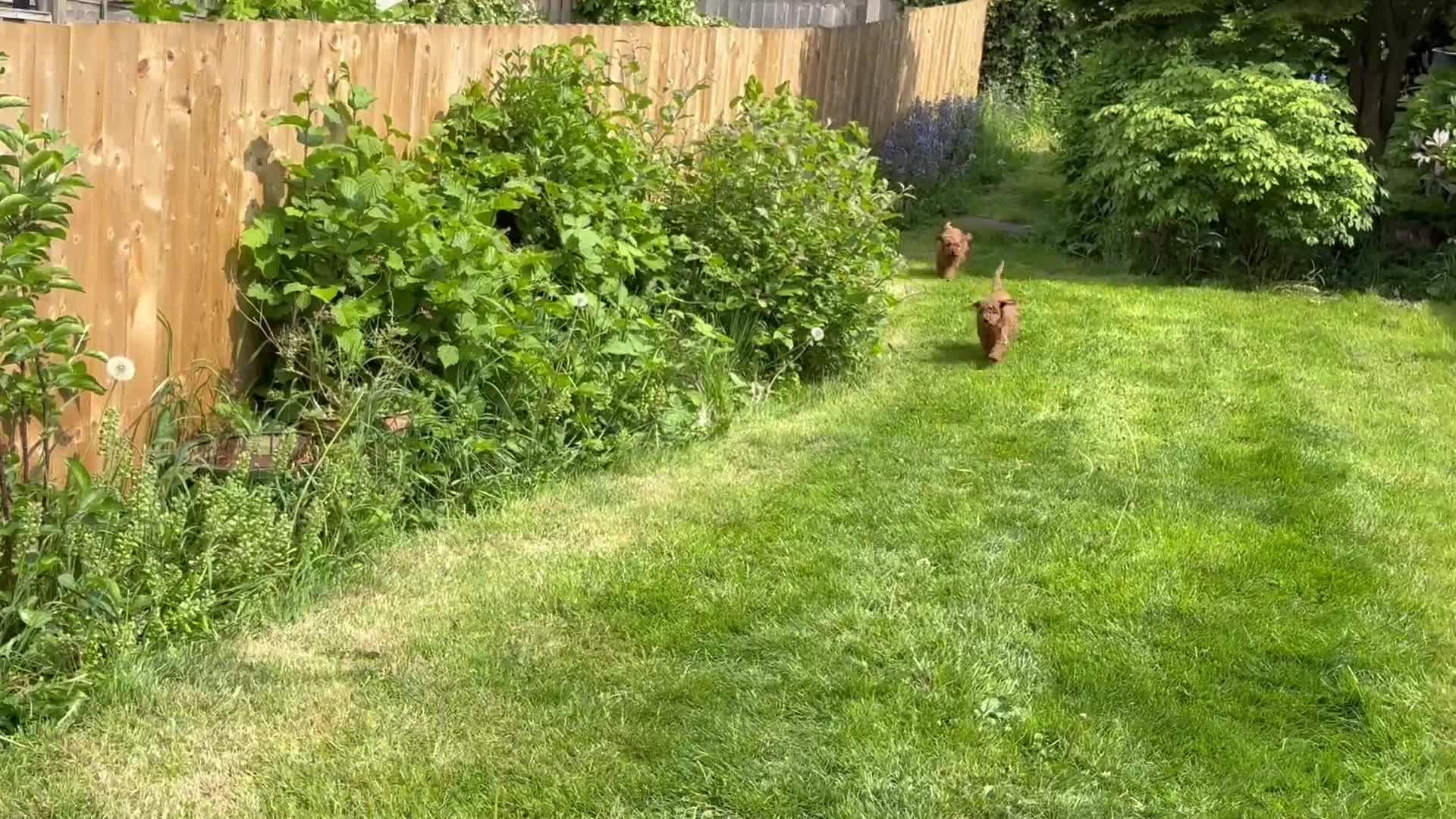 Miniature Poodle dogs for sale: Gorgeous miniature poodles ready now x  - Video 3
