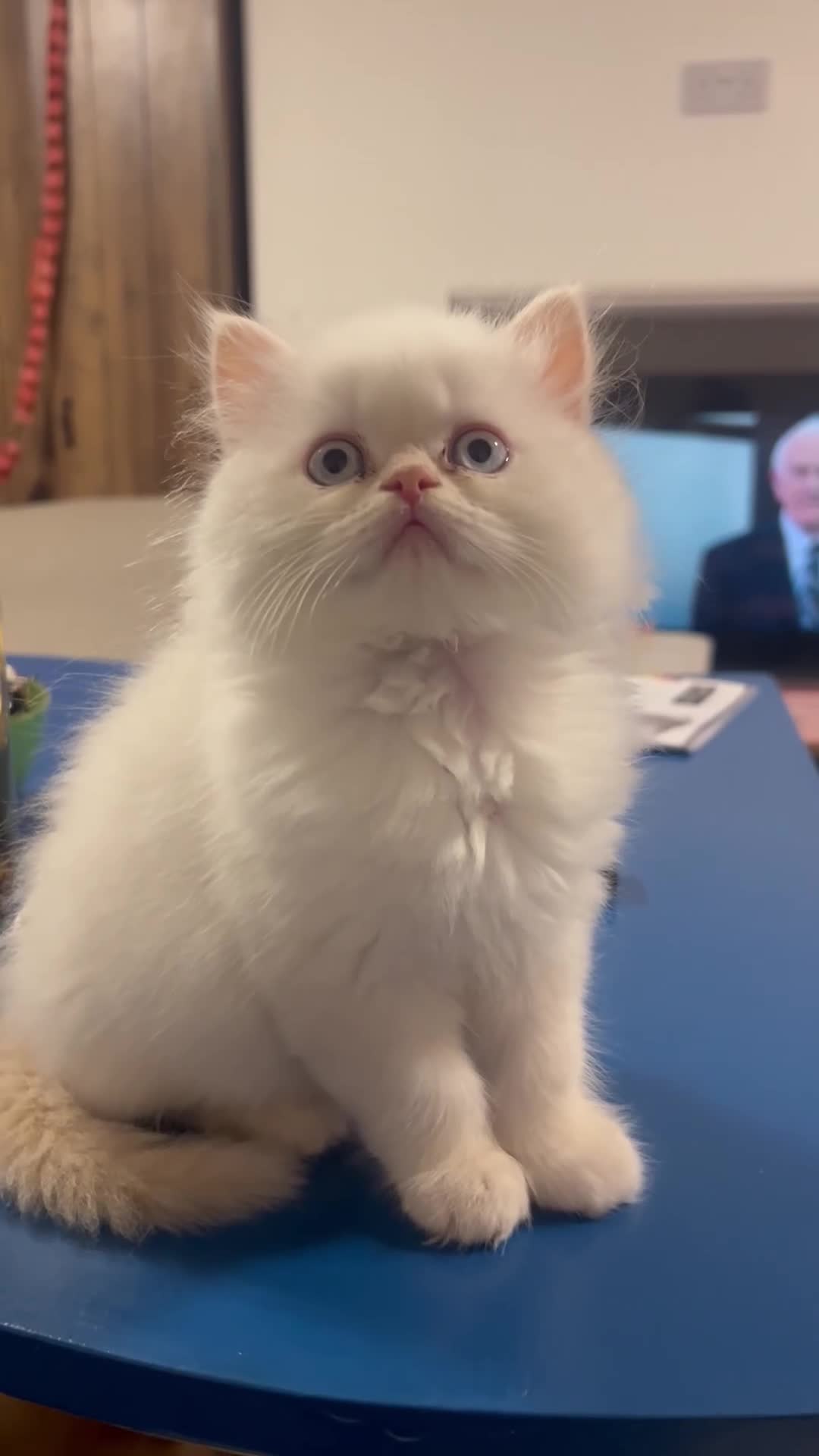 British Longhair cats for sale: One boy leftKittensPersianMumRegistered BLH Dad - Video 2