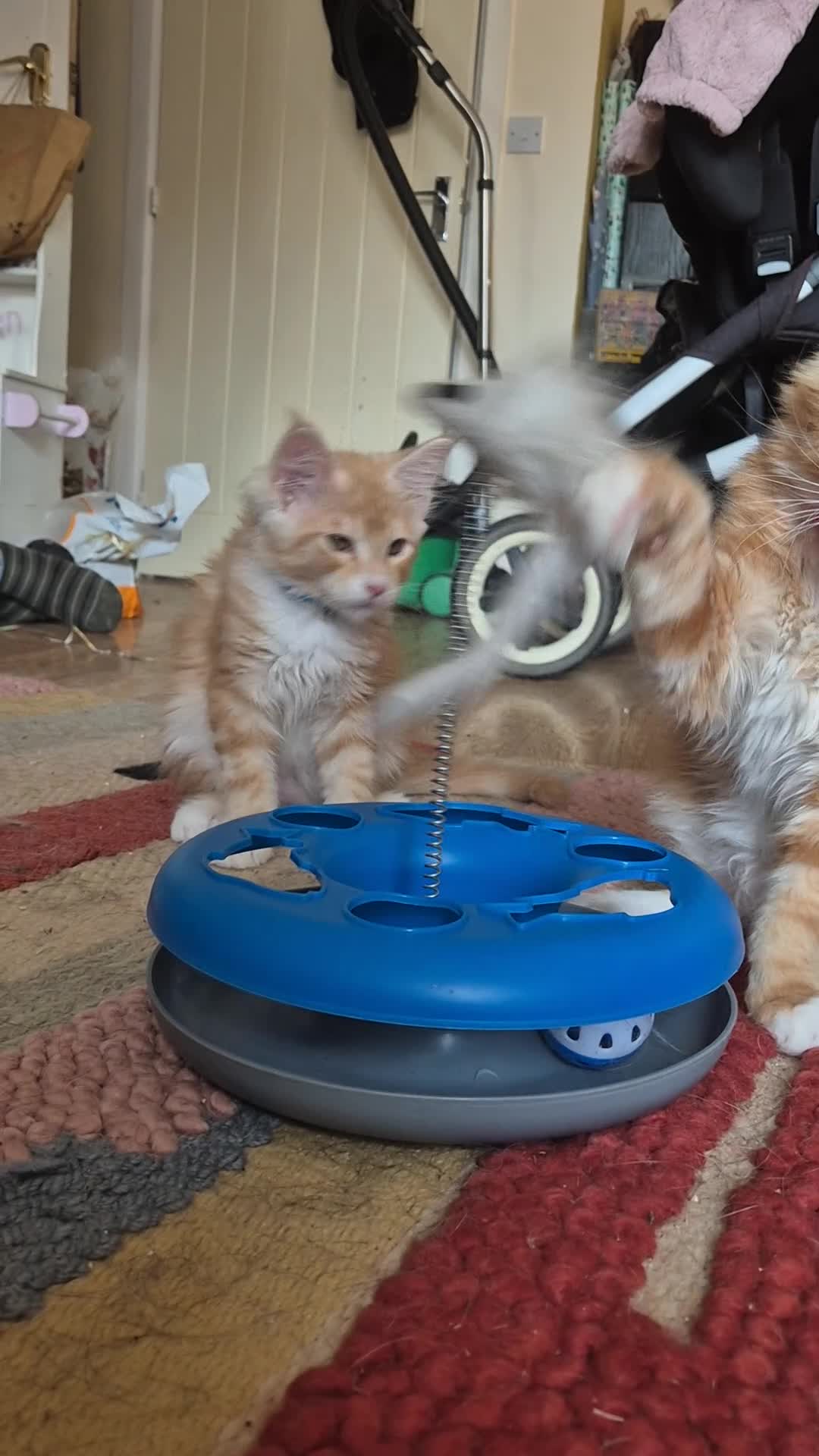 Maine Coon cats for sale: TICA reg Maine coons - Video 1