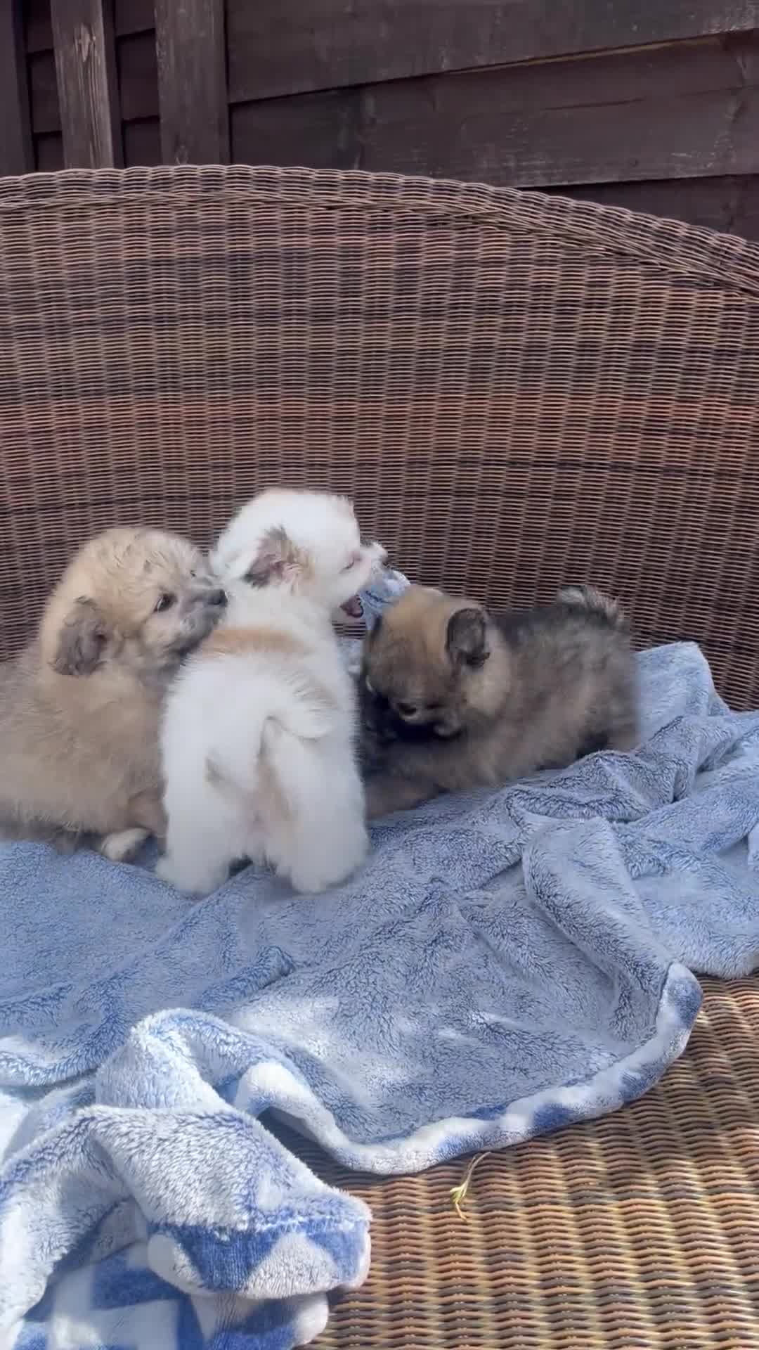 Maltipom dogs for sale: Maltipom - Video 2