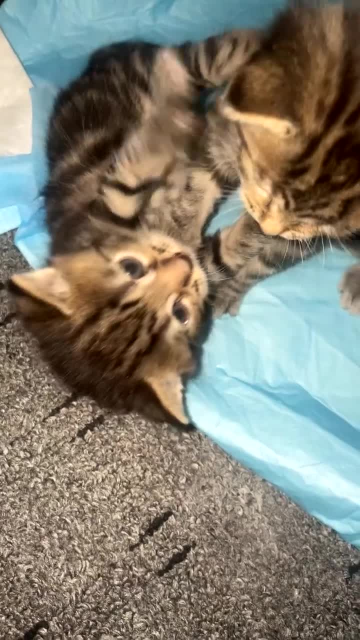 Mixed Breed cats for sale: Kittens For Sale  - Video 2