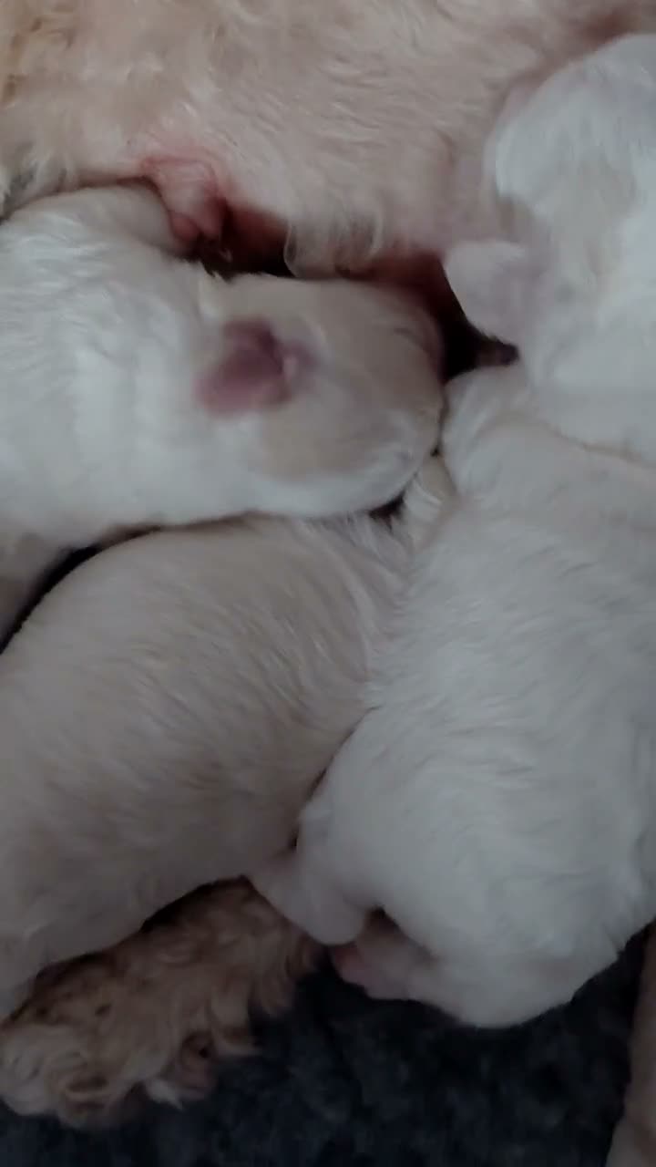 Maltipoo dogs for sale: Tiny adorable maltipoo puppies  - Video 1