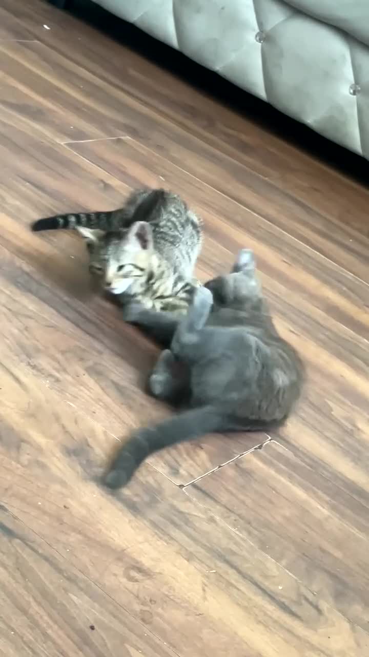 Mixed Breed cats for sale: Playful kittens  - Video 1
