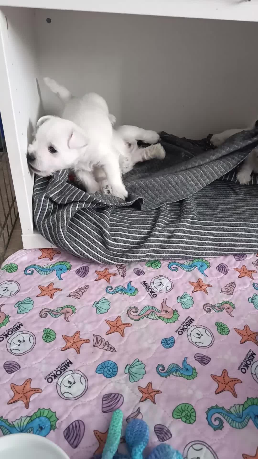 West Highland Terrier dogs for sale: RKC west highland white terrier puppies  - Video 1