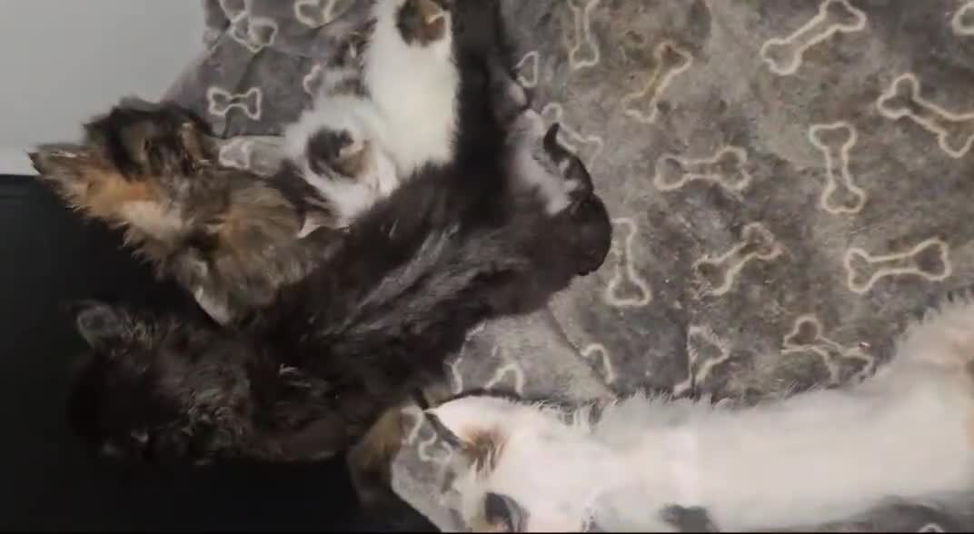 Mixed Breed cats for sale: ​🐾 Precious Bottle-Fed & Hand-Raised Kittens ❣️ - Video 1