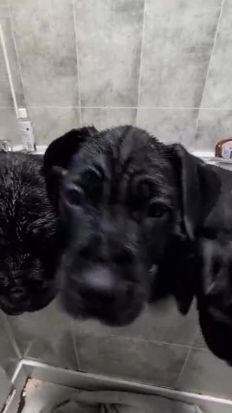 Mixed Breed dogs for sale: Beautiful Dal. De borduex puppies  in Birmingham - Video 1