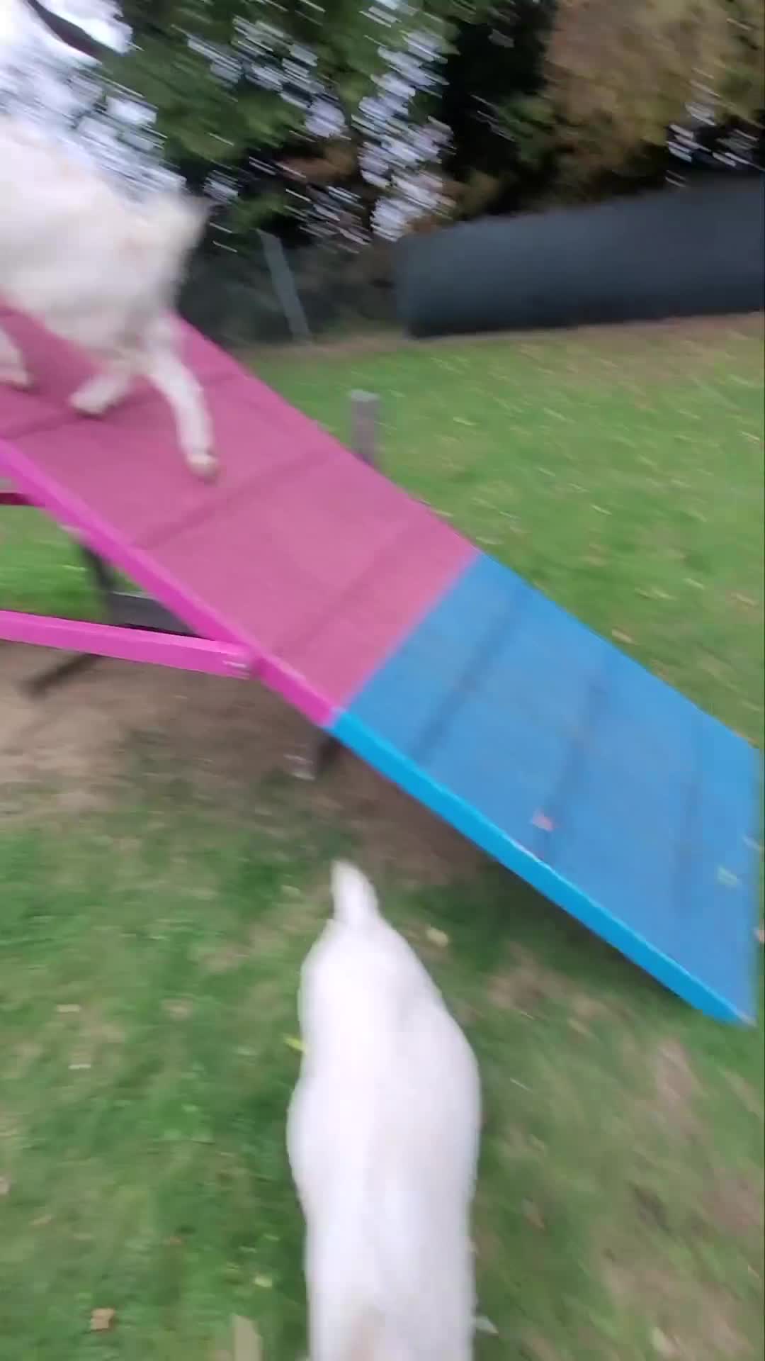 Goats livestock for sale: Pygmy Goats x 3  - Video 1