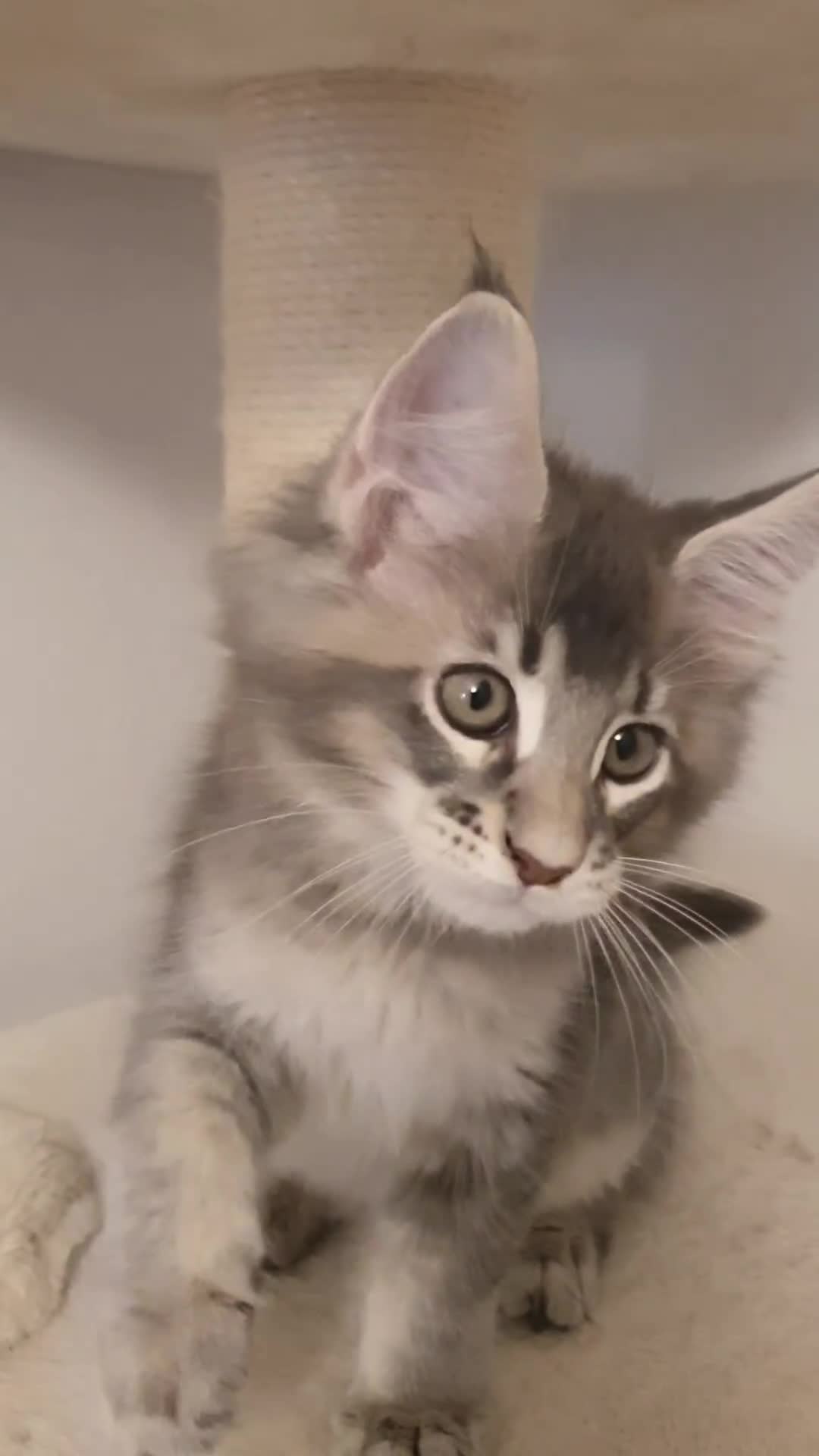 Maine Coon cats for sale: pure maine coon kittens - Video 5