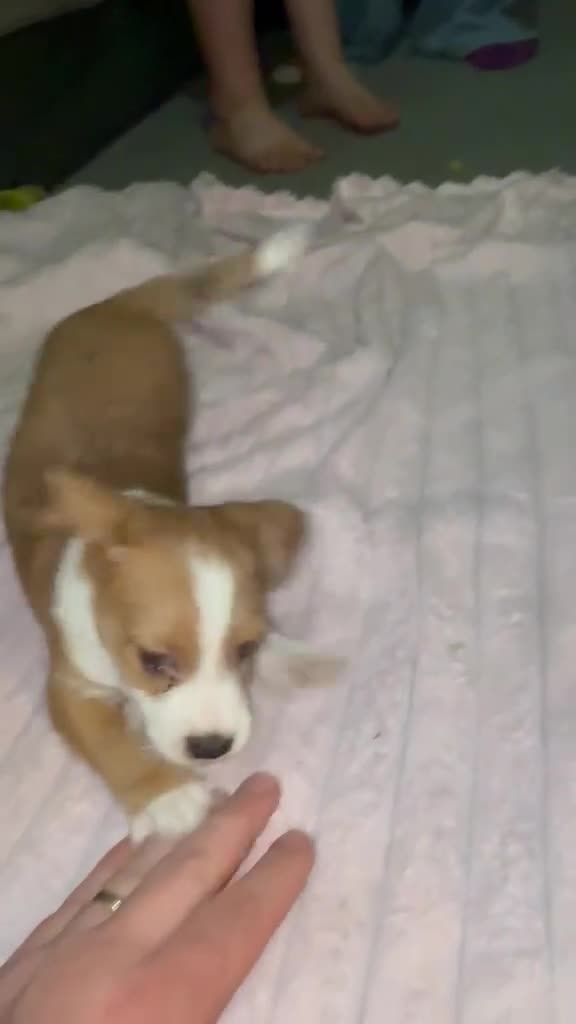 Mixed Breed dogs for sale: Jack Russell x puppies for sale  - Video 2