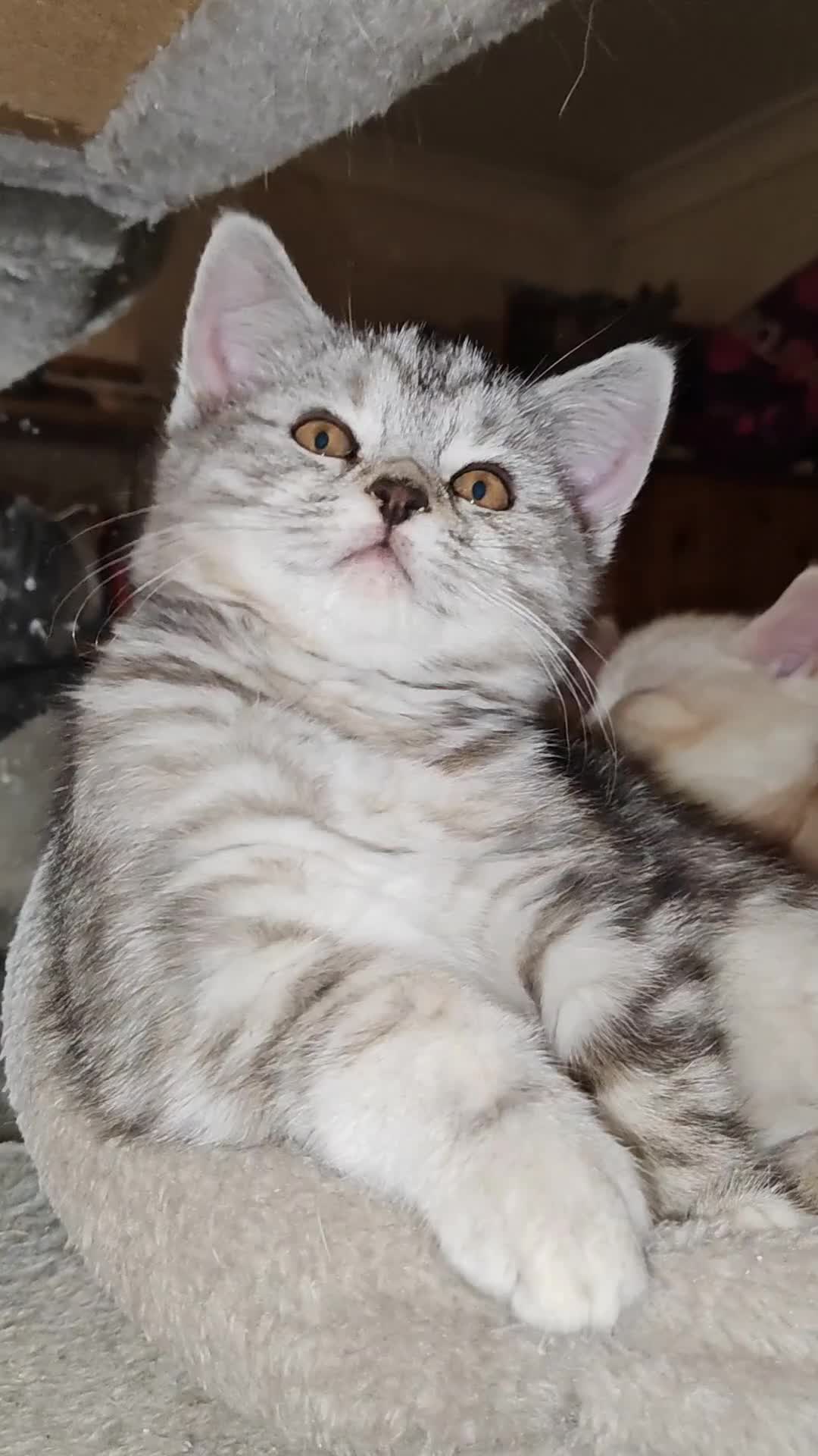 Mixed Breed cats for sale: British Shorthair Mix kittens - Ready Now - Video 2