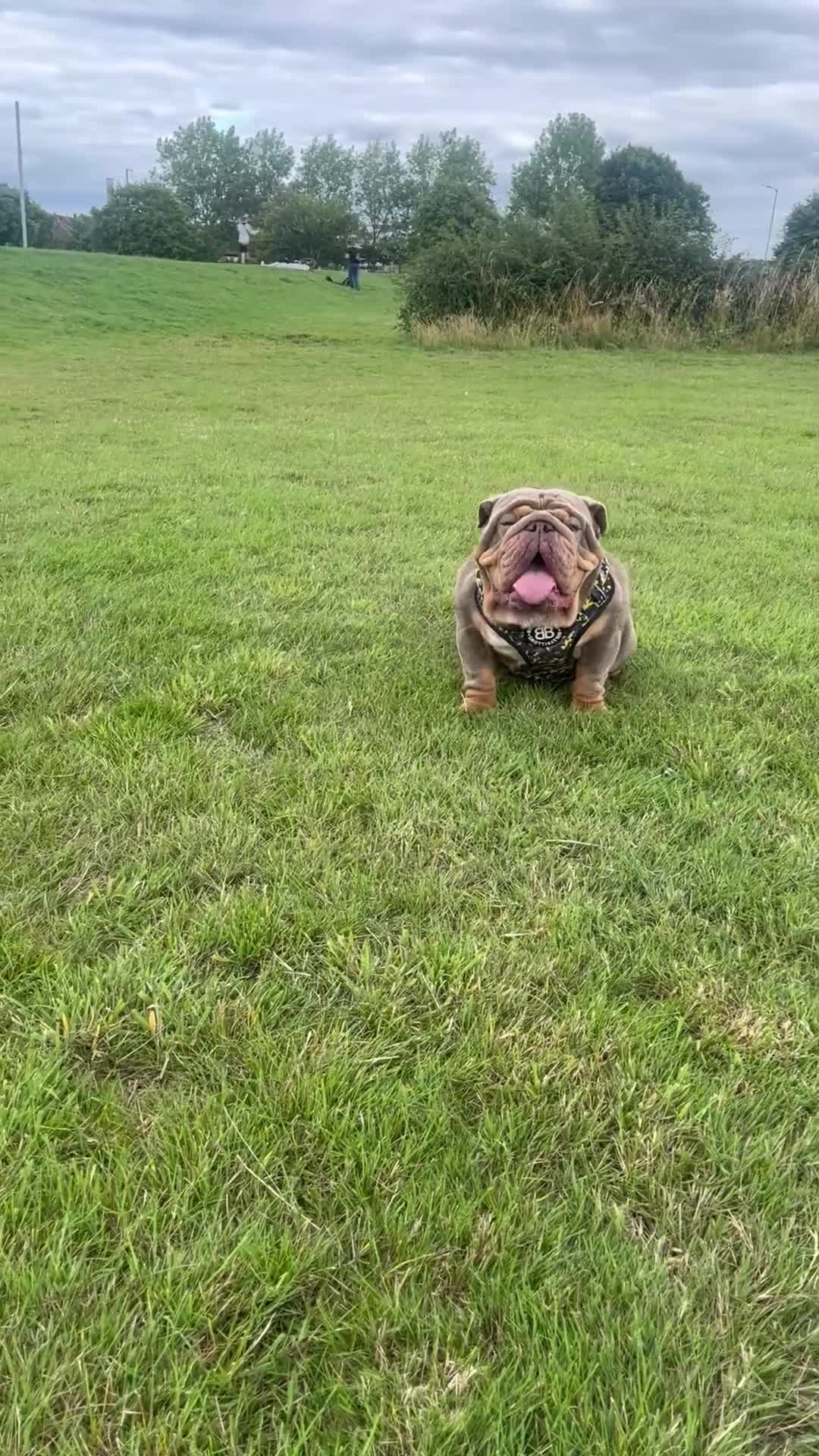 English Bulldog dogs for stud: GELATO 🍧 in Middlesbrough - Video 1