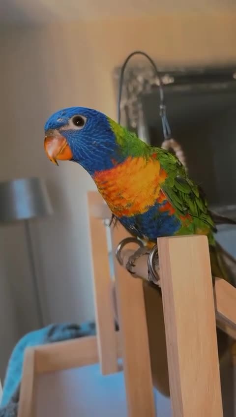 Lorikeets birds for sale: Beautiful Baby lorikeet Fully tame Dewsbury  - Video 1