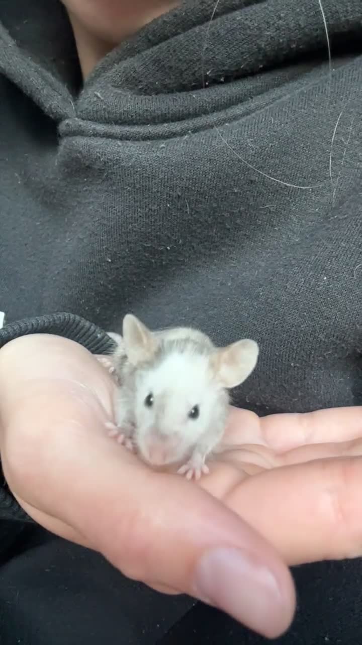 Mouse rodents for sale: fancy mice  - Video 1