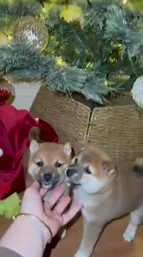 Japanese Shiba Inu dogs for sale: 🏆 CHAMPION 🏆 JAPANESE SHIBA INU チャンピオン 🇯🇵  - Video 1