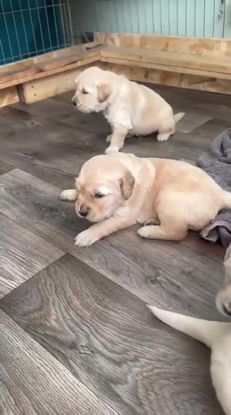 Golden Retriever dogs for sale: 💫💫💫 All puppies are reserved 💫💫💫 in Saint Helens - Video 4