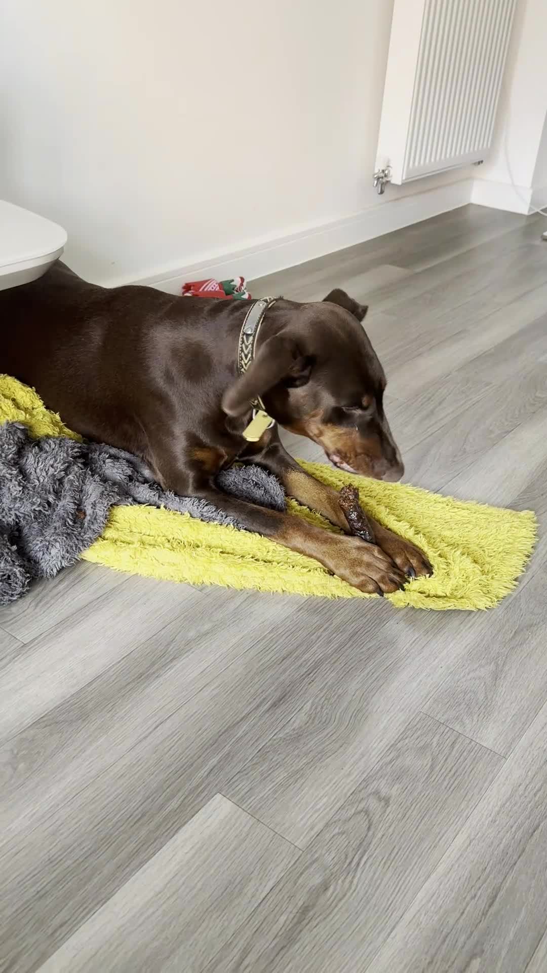 Dobermann dogs for sale: Doberman Girl – Adoption to Loving Home - Video 4