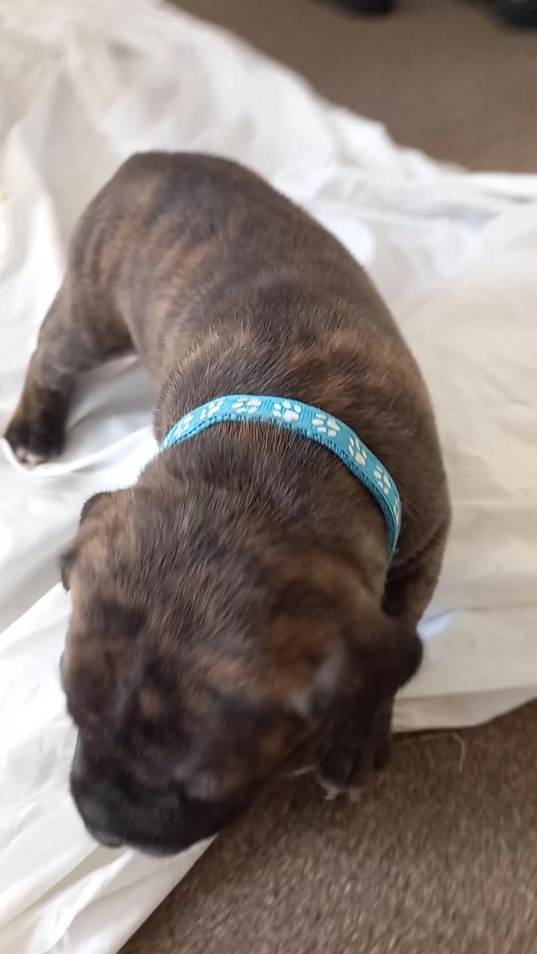 Staffordshire Bull Terrier dogs for sale: Brindle staffy pups  - Video 2