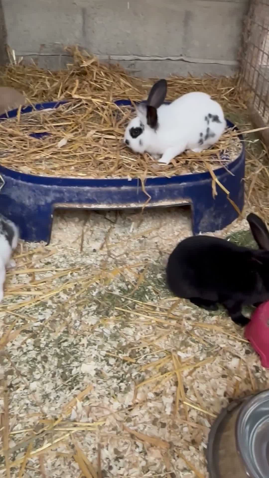 Mixed Breed rabbits for sale: Young rabbits - 9-12 week old - Video 3