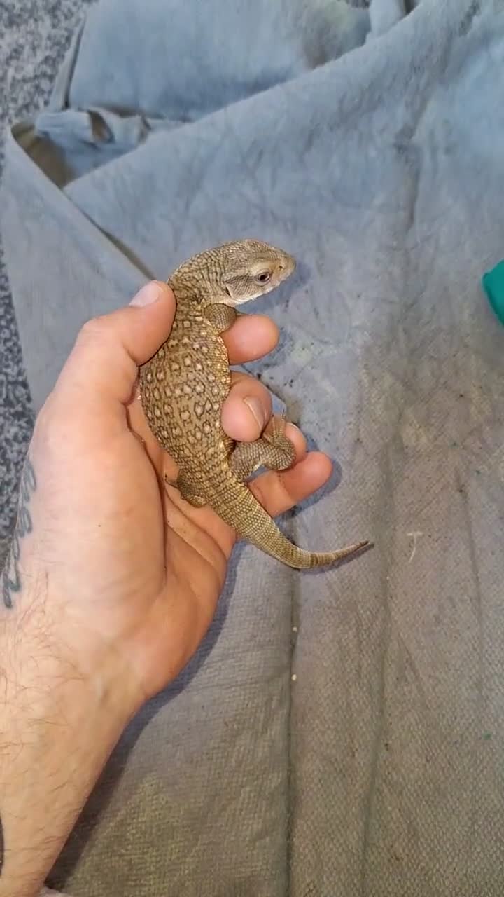 Mixed Breed reptiles for sale: Boss monitor  - Video 2