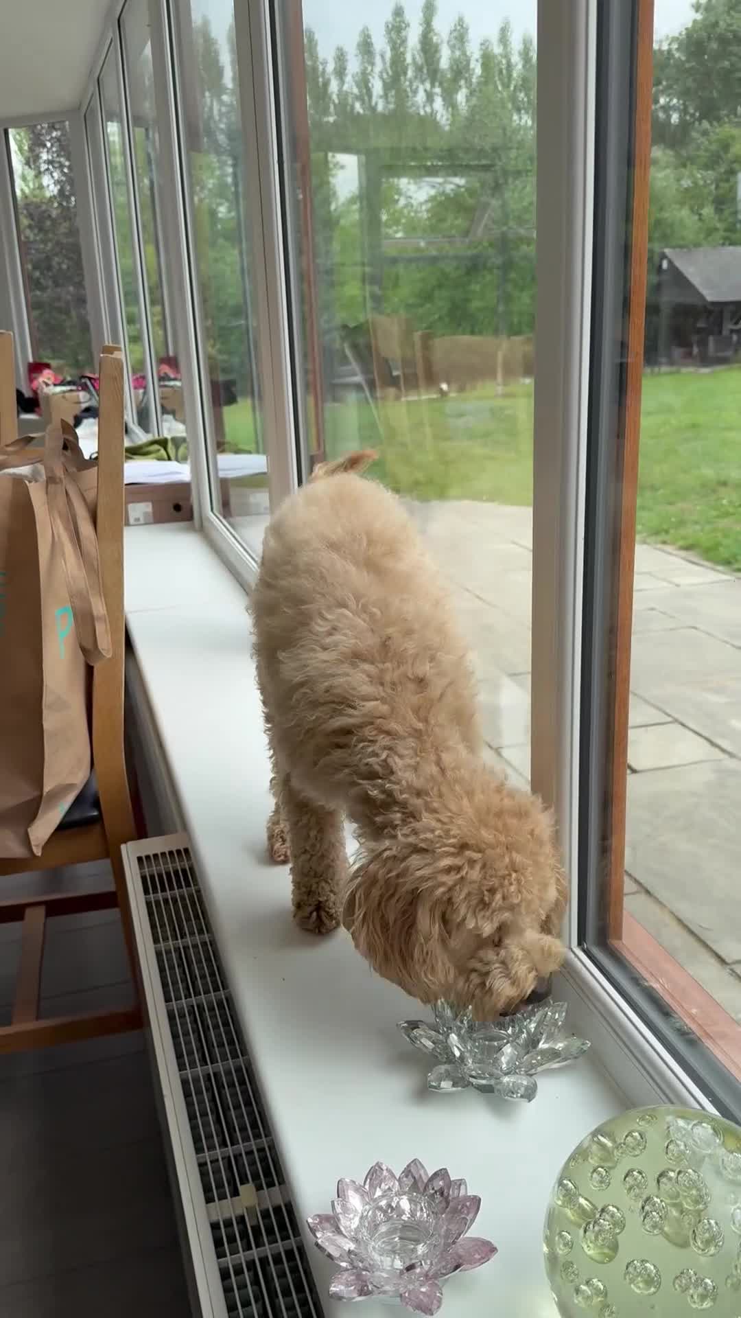 Cavapoo dogs for adoption: Coco – Too Young to Be Forgotten - Video 1
