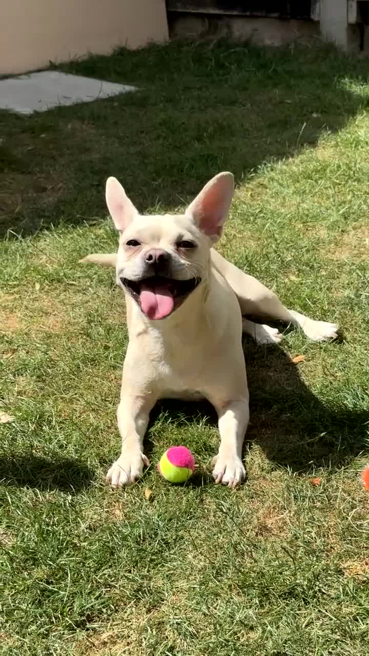 Mixed Breed dogs for sale: Female French cross looking for forever home - Video 1