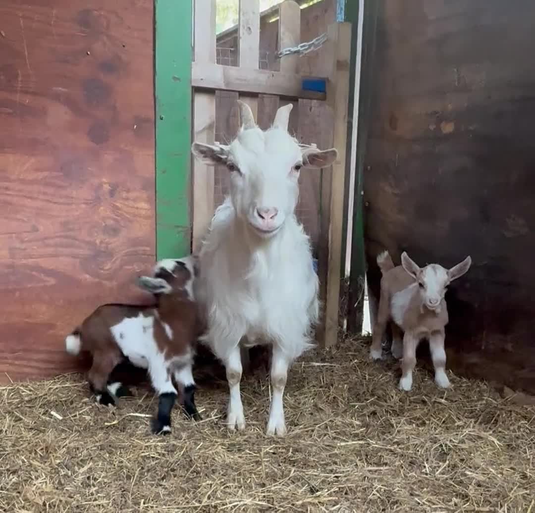 Goats livestock for sale: Kaleb and Jeremy  - Video 2