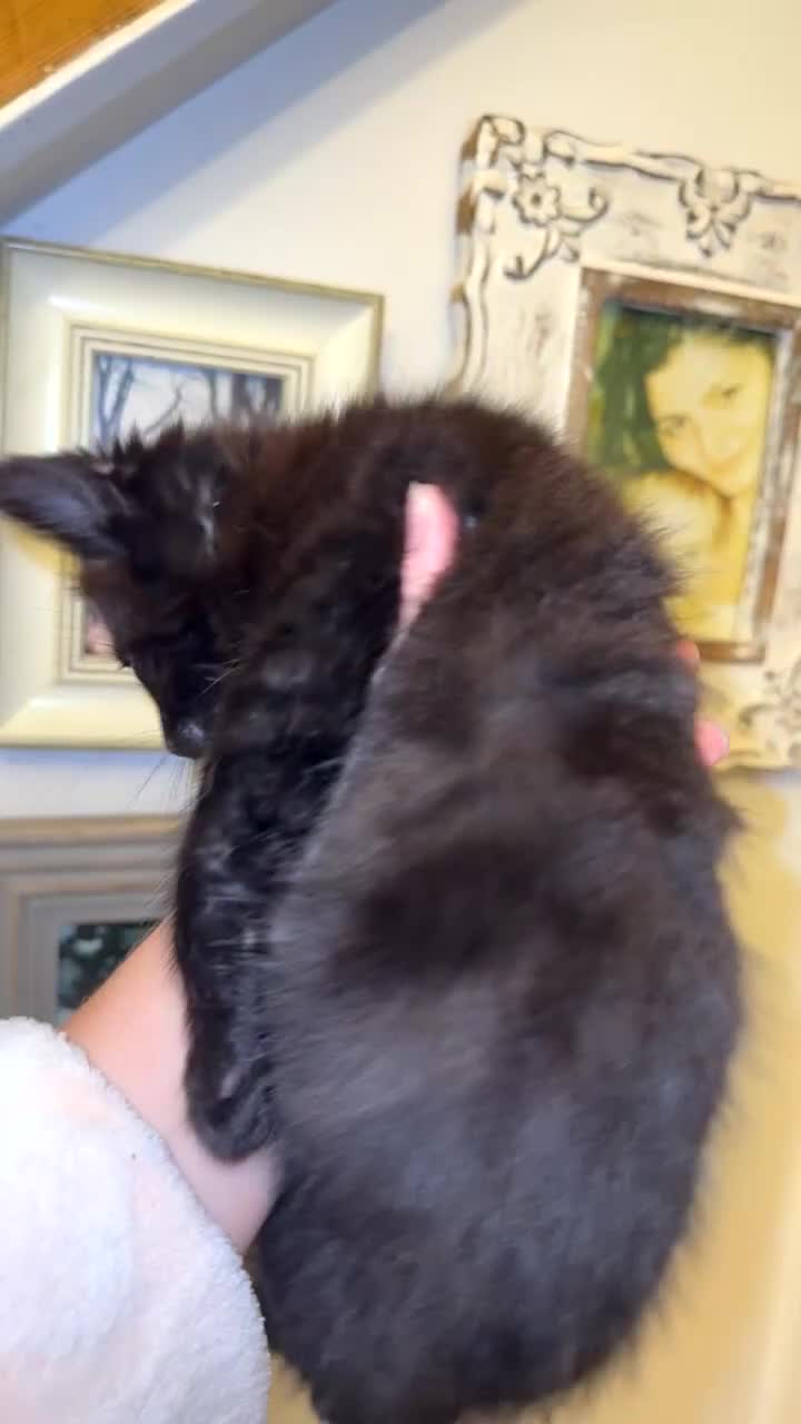 Mixed Breed cats for sale: 3 half Russian blue and mixed breed tabby - Video 4