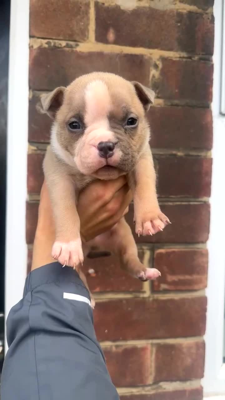 American Bulldog dogs for sale: 2 male beautiful pocket bully’s  - Video 2