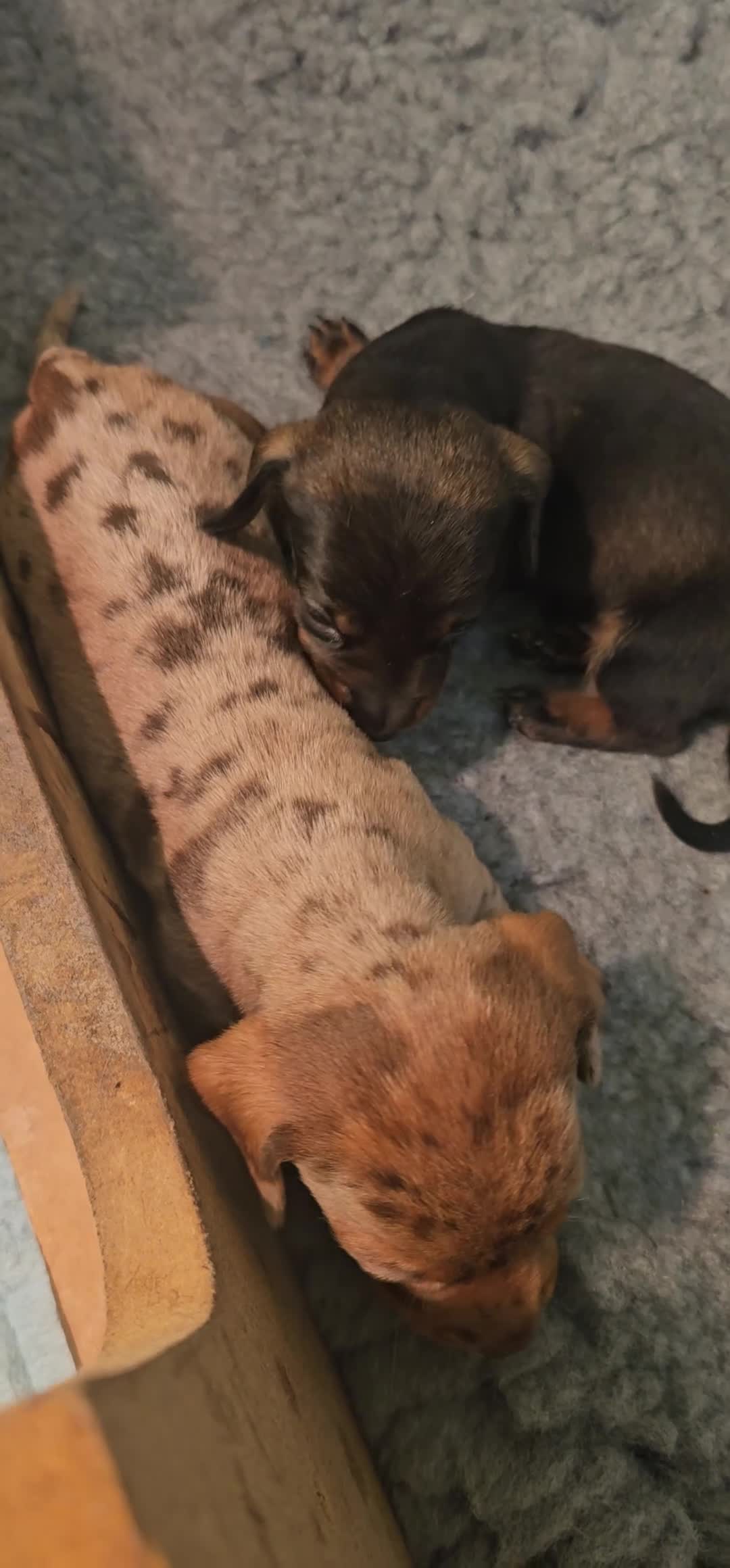 Miniature Dachshund dogs for sale: Miniature Daschund Puppies - Video 2