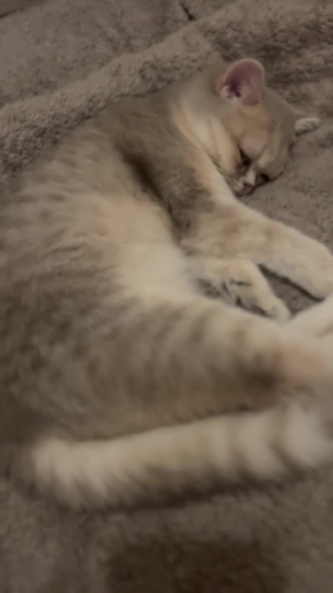 British Shorthair cats for sale: 🍡Mochii | British Shorthair Golden Shaded Apricot - Video 2