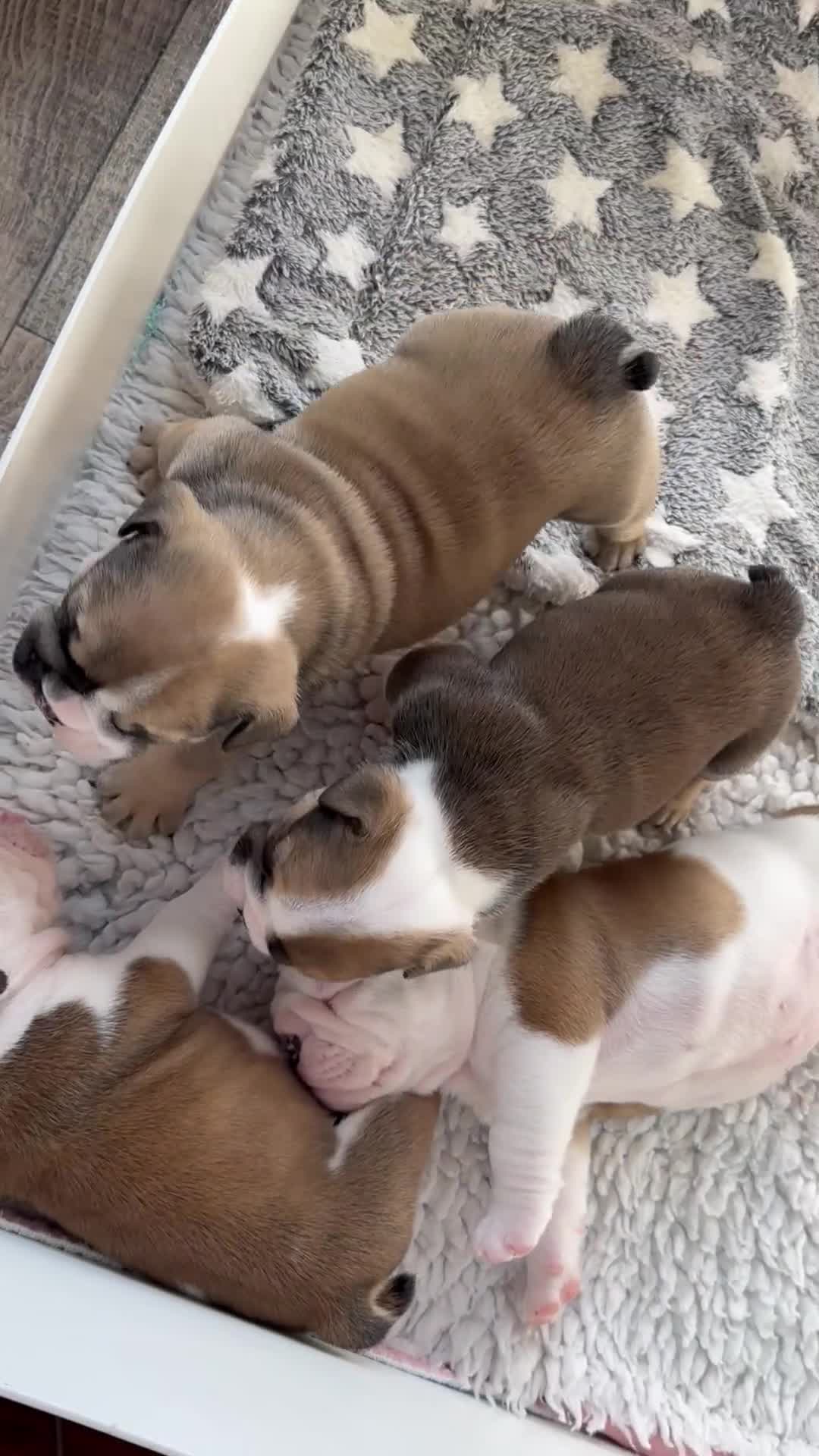 English Bulldog dogs for sale: KC Reg English Bulldog Pups - Video 1