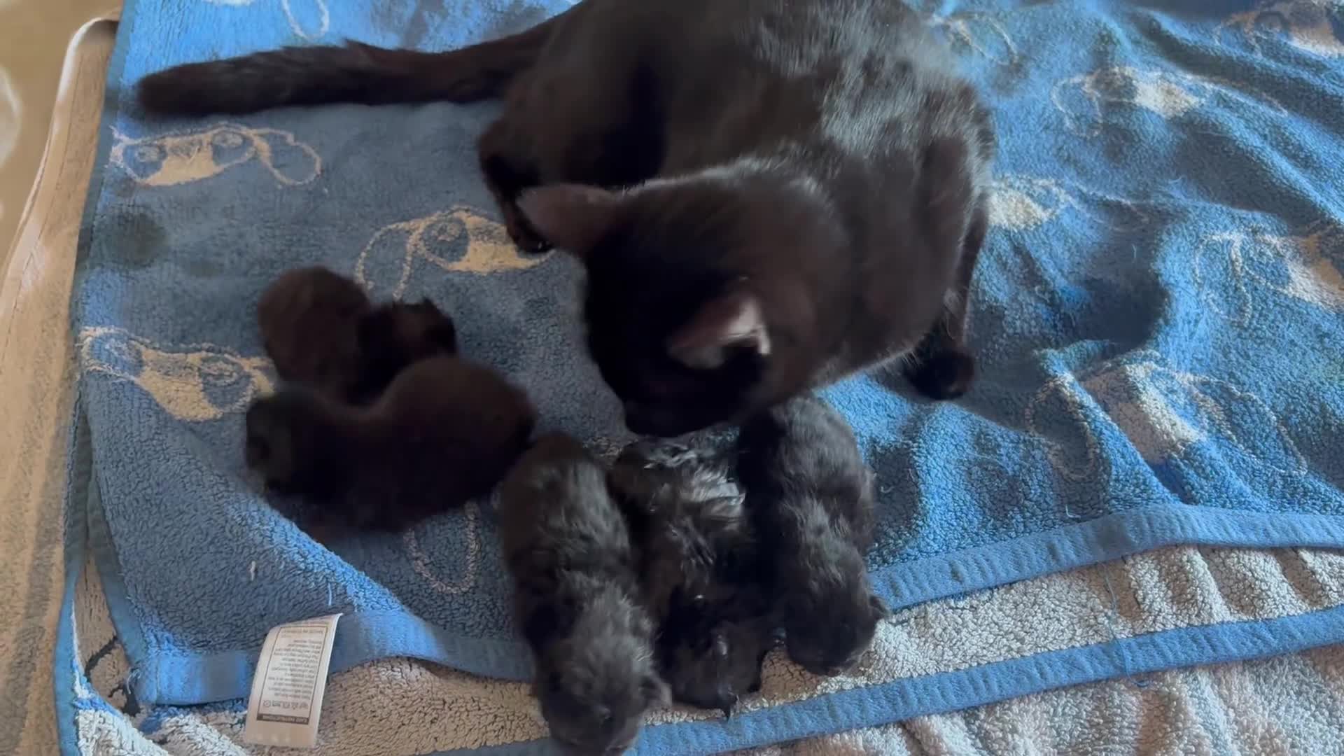Mixed Breed cats for sale: British shorthair blue (dad) mixed breed kittens  - Video 2