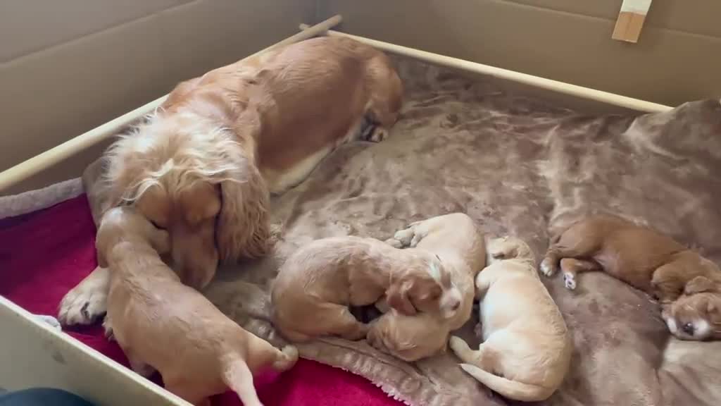 Cocker Spaniel dogs for sale: KC Registered Golden & Red Working Cocker puppies in Kendal - Video 2