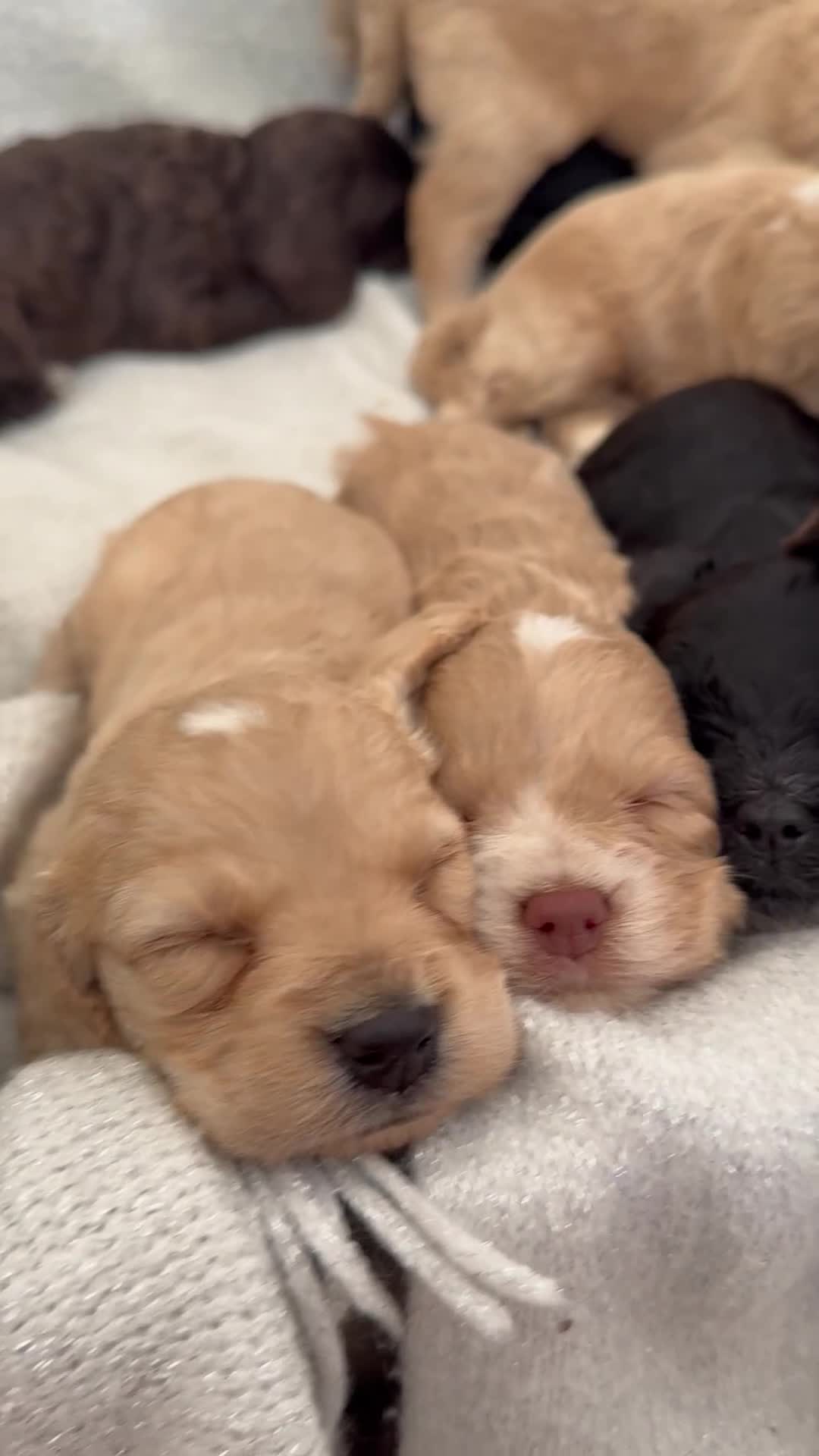 Cockapoo dogs for sale: 8 beautiful cockapoo puppies  - Video 1