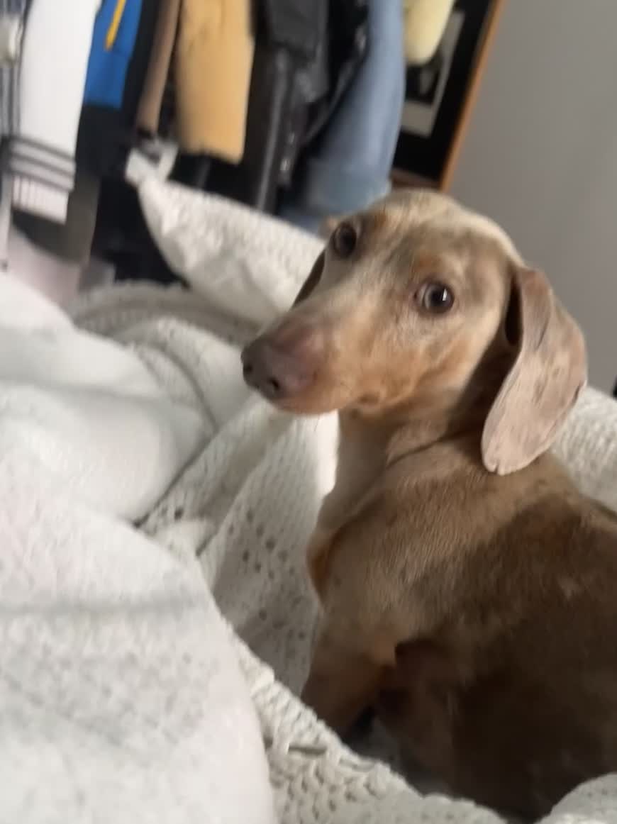 Miniature Dachshund dogs for sale: Buddy - Video 5