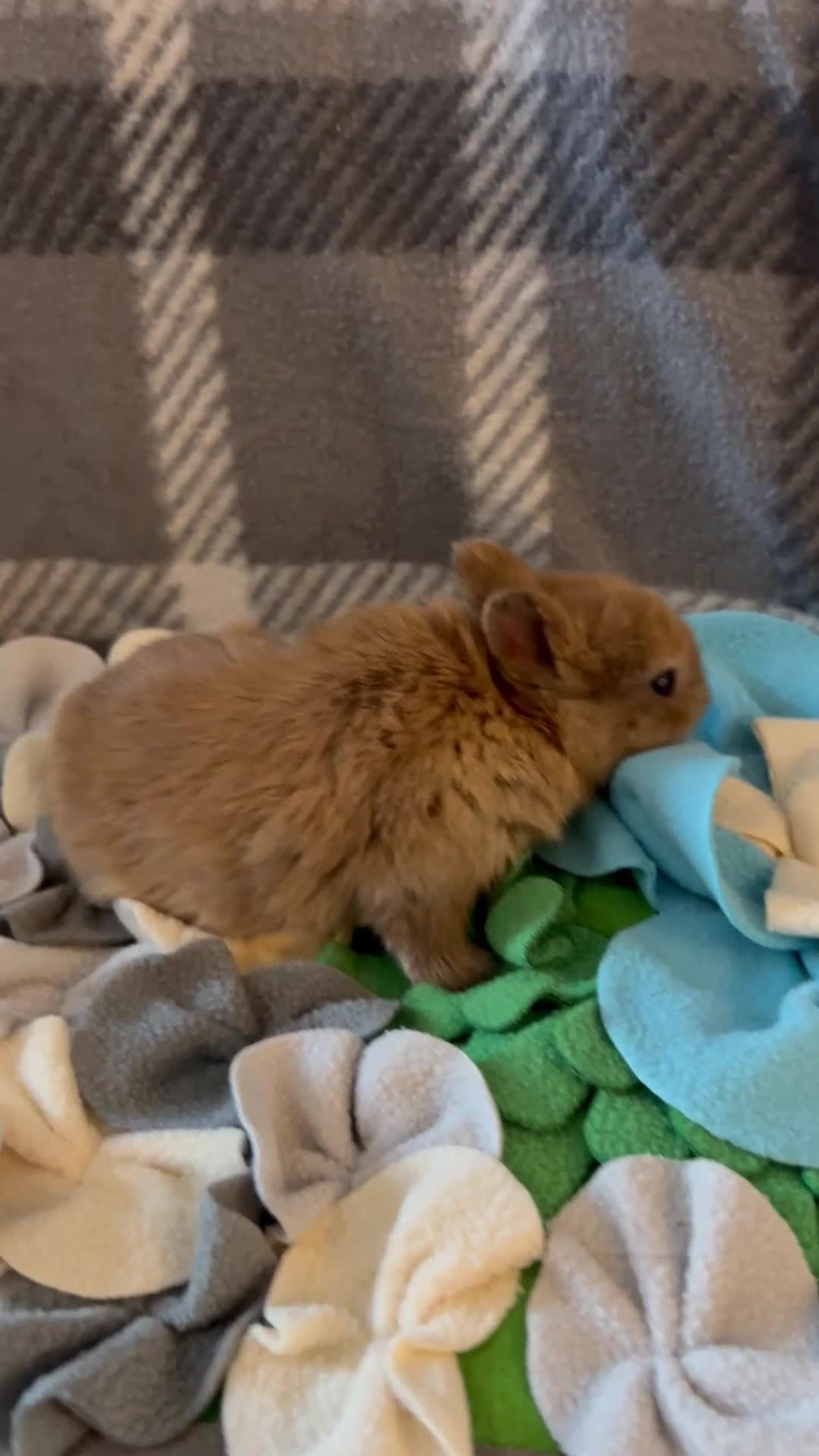 Mixed Breed rabbits for sale: Adorable baby rabbits ready for sale now - Video 3