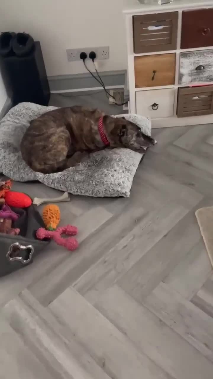 Mixed Breed dogs for adoption: MAIZIE - The Sweetest Soul After Her Forever Home - Video 2