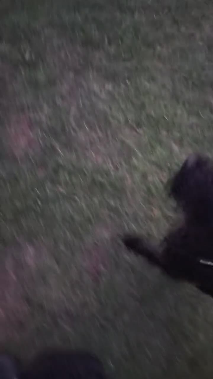 Giant Schnauzer dogs for sale: 7 Month old Giant Schnauzer  in London - Video 2