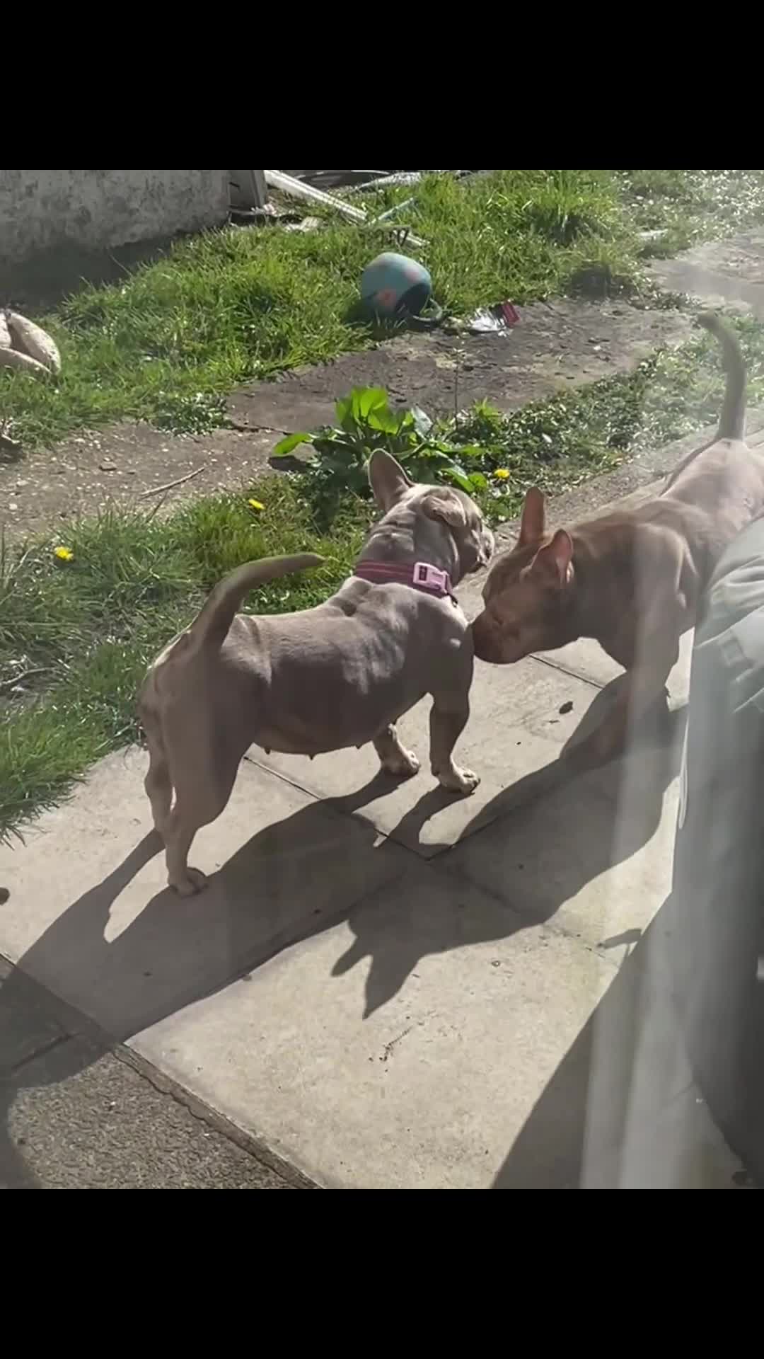 American Bully dogs for sale: Pocket bully puppy’s  - Video 5