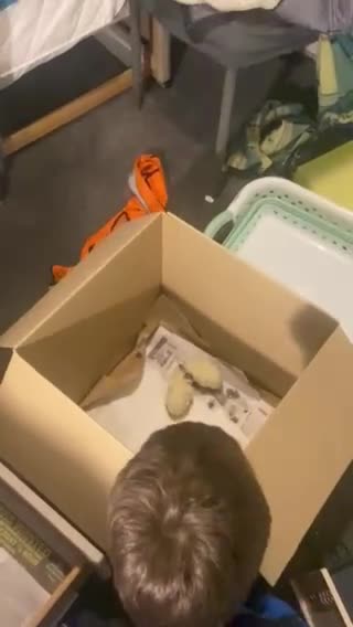 Chickens poultry for sale: 8 day old chicks with equipment  in Feltham - Video 1