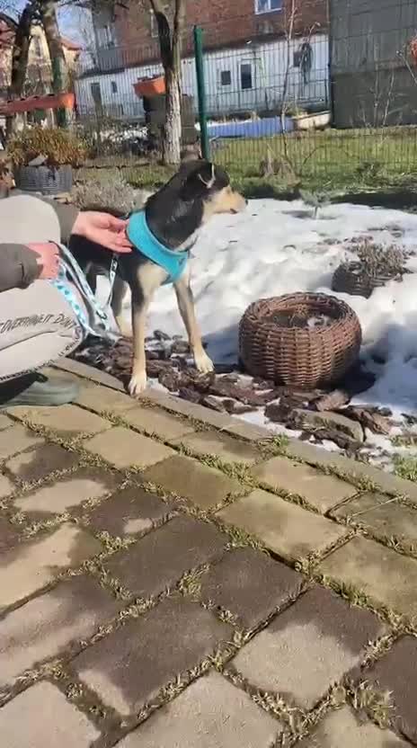 Mixed Breed dogs for adoption: ❤️🐶 GITA – First To Love, First To Play 🐶❤️ - Video 2