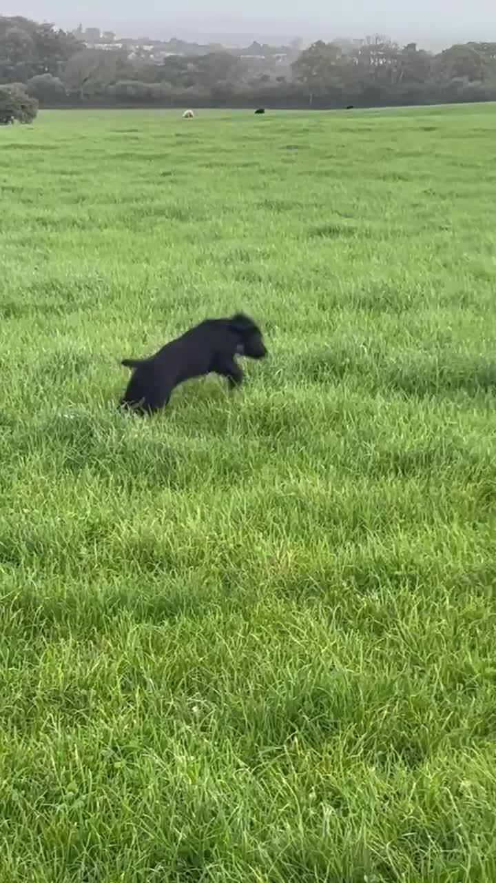 Cocker Spaniel dogs for sale: Cocker spaniel boy - Video 1