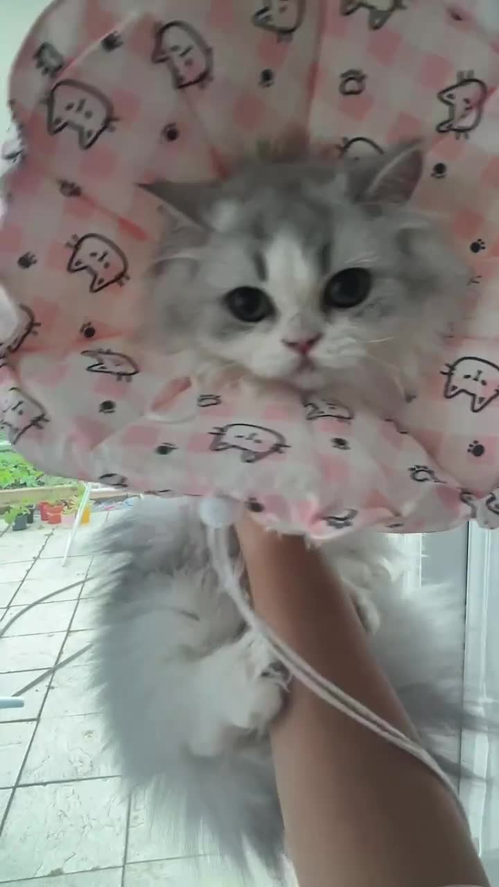 Napoleon cats for sale: Lovely minute - Video 1