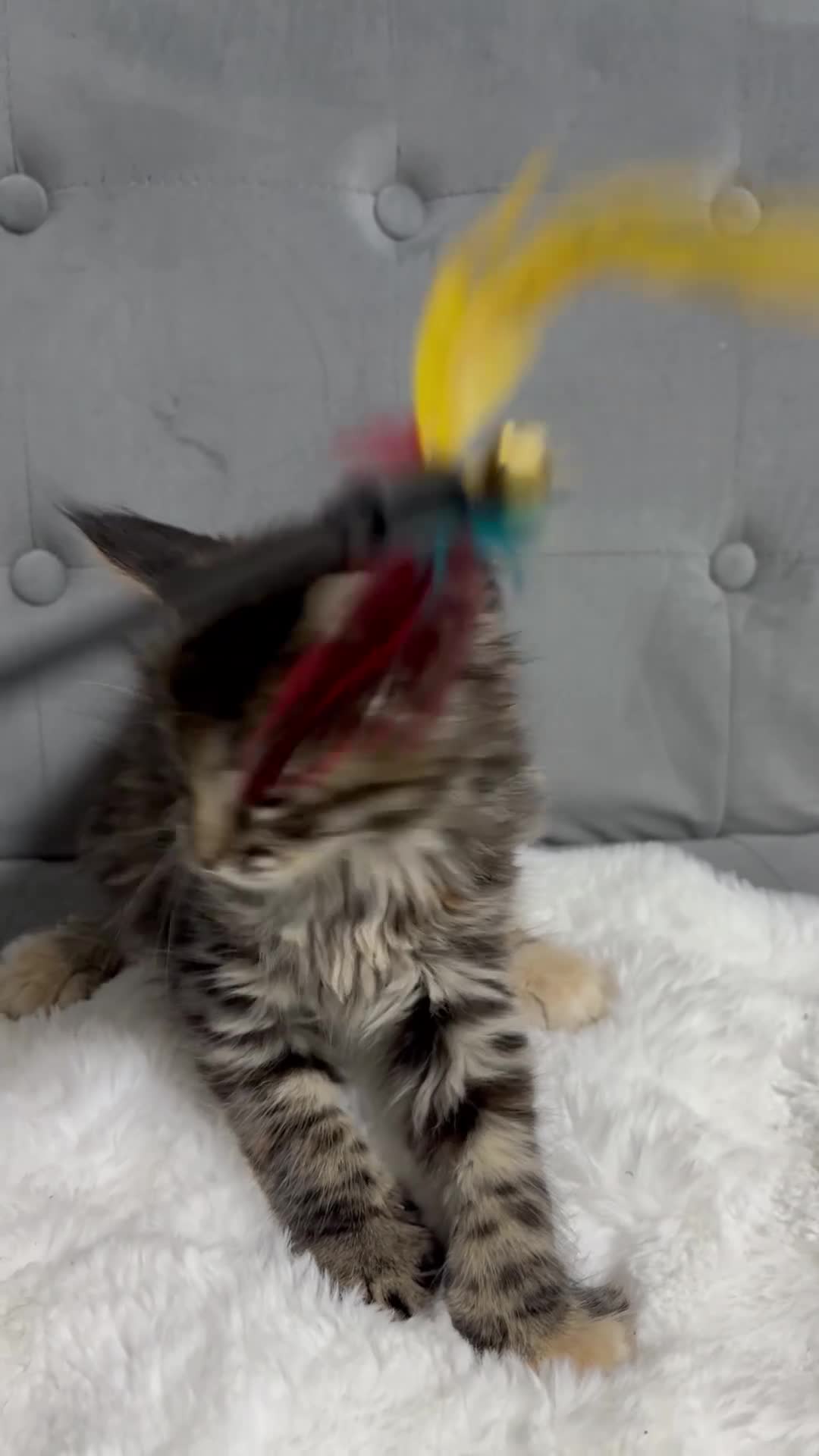 Maine Coon cats for sale: 🤩Sweet Lion Brown Torbie & White Tabby Maine Coon - Video 1
