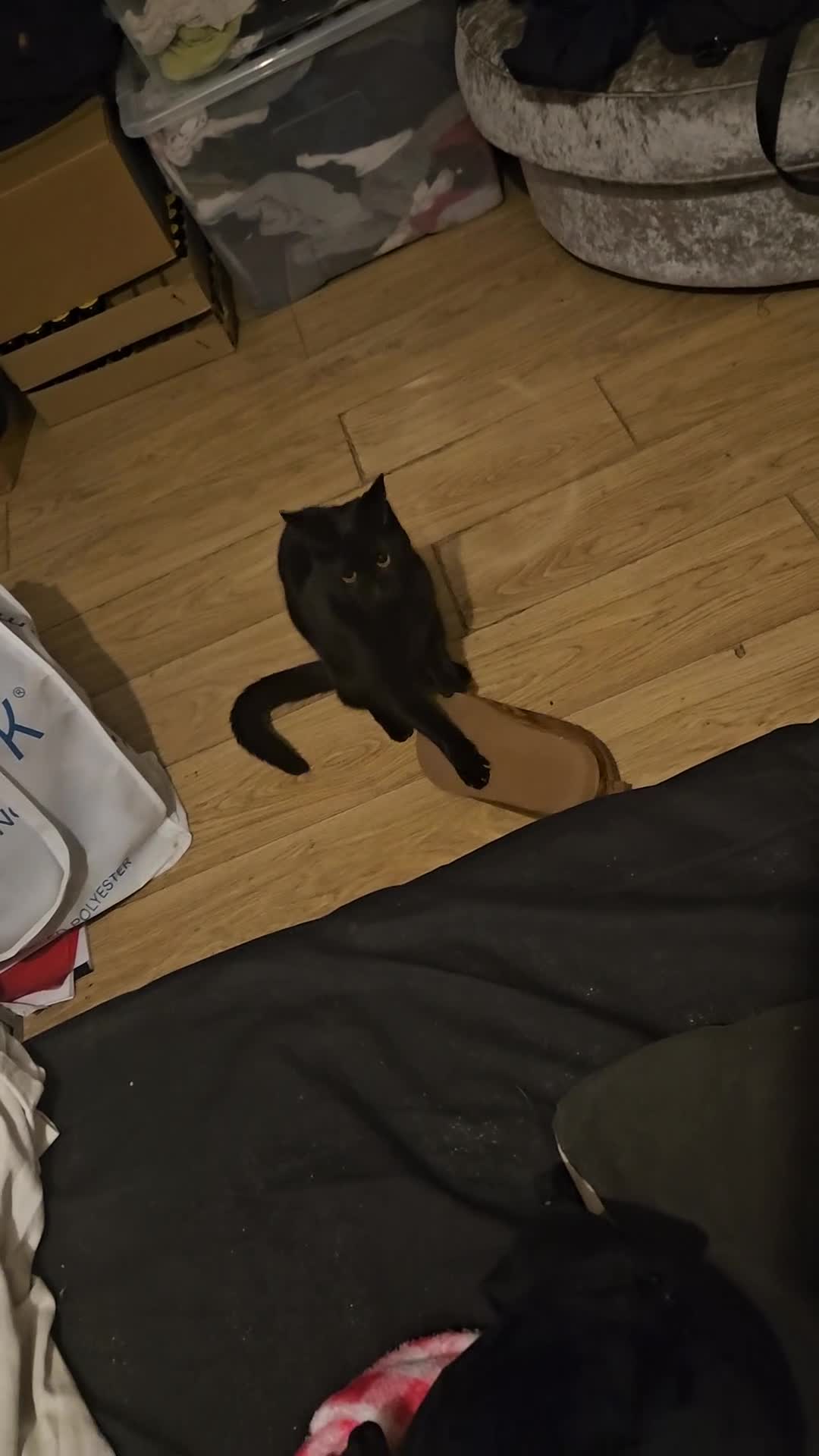 British Shorthair cats for sale: Wayne and bri in London - Video 1