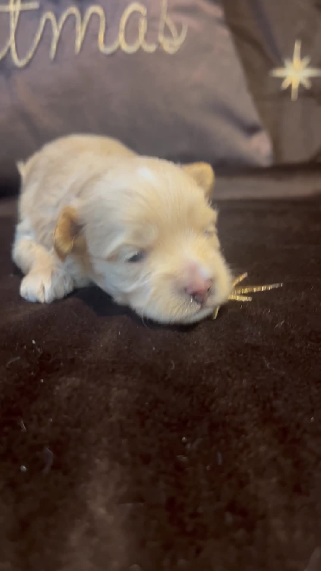Maltipoo dogs for sale: Teeny tiny multipoos babies 🧸 - Video 1