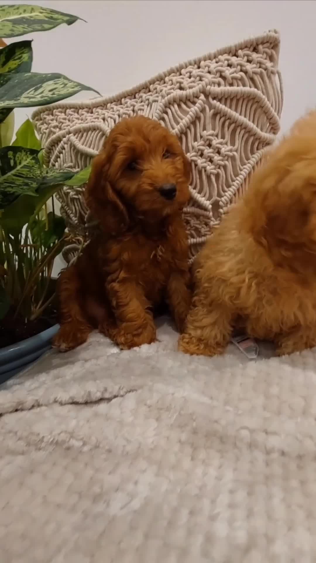 Cavapoo dogs for sale:  Extensively Health Tested Fox Red Toy Cavapoo - Video 1
